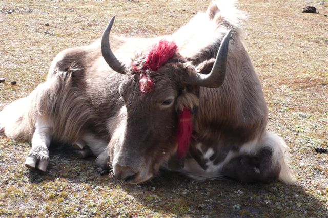 Photos Bhutan