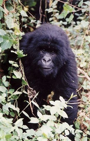 Photos of Rwanda and Rwanda Mountain Gorillas