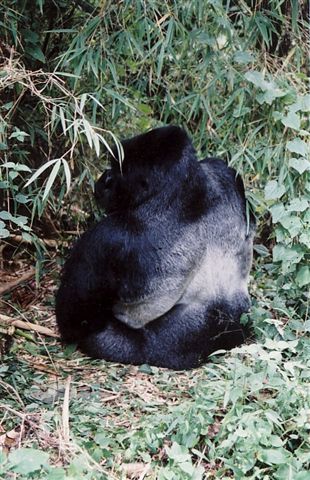 Photos of Rwanda and Rwanda Mountain Gorillas