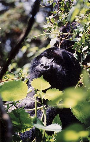 Photos of Rwanda and Rwanda Mountain Gorillas