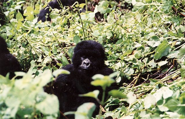 Photos of Rwanda and Rwanda Mountain Gorillas