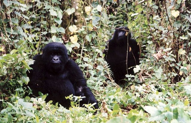 Photos of Rwanda and Rwanda Mountain Gorillas