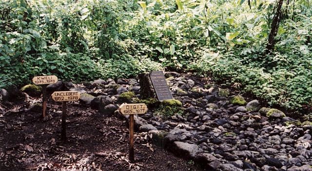 Photos of Rwanda and Rwanda Mountain Gorillas