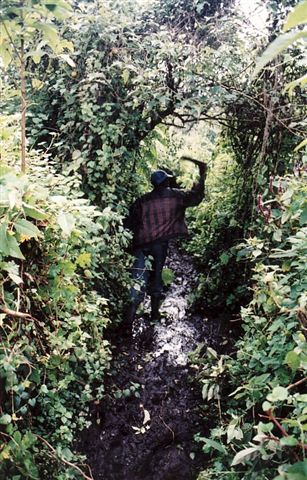 Photos of Rwanda and Rwanda Mountain Gorillas