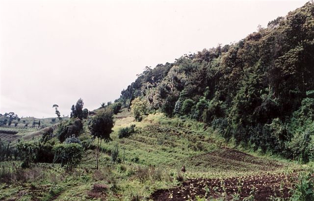 Photos of Rwanda and Rwanda Mountain Gorillas