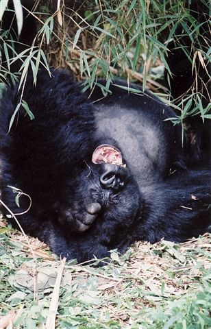 Photos of Rwanda and Rwanda Mountain Gorillas