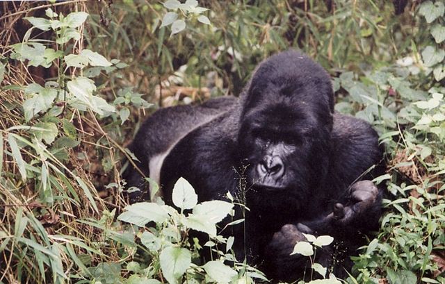 Photos of Rwanda and Rwanda Mountain Gorillas