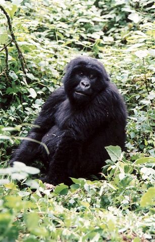 Photos of Rwanda and Rwanda Mountain Gorillas
